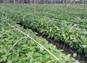 CV Arafah Abadi Kantongi Izin Kementan Kelola Kebun Sumber Benih