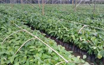 CV Arafah Abadi Kantongi Izin Kementan Kelola Kebun Sumber Benih