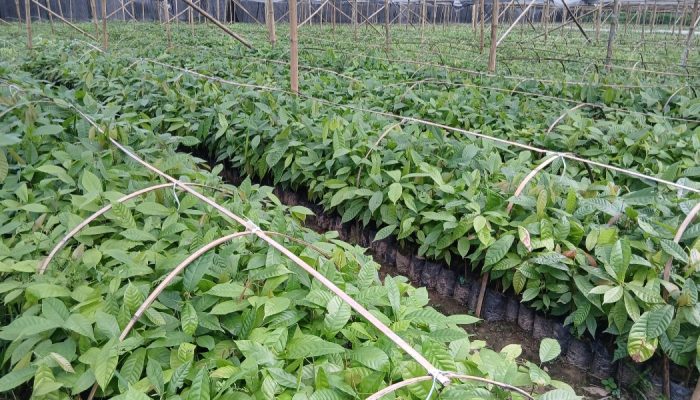 CV Arafah Abadi Kantongi Izin Kementan Kelola Kebun Sumber Benih