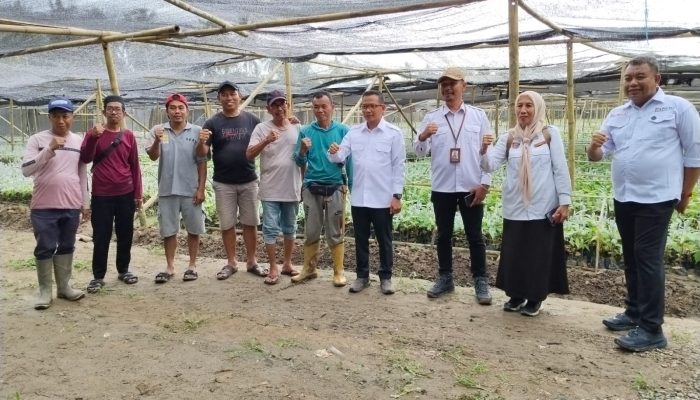 Bupati Polman Apresiasi Program Kementan, Bibit Kakao Unggul Siap Dibagikan Tahun Ini