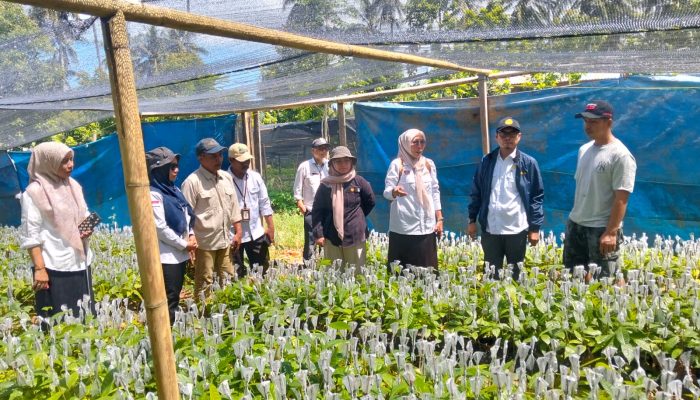 Kementan Pantau Pembibitan CV Arafah Abadi