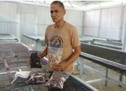 Seed Processing CV Mario Mandiri Layani Pengadaan Benih Kakao Unggul