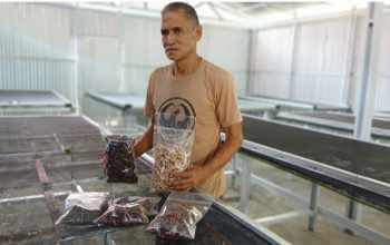 Seed Processing CV Mario Mandiri Layani Pengadaan Benih Kakao Unggul