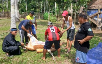 Komunitas Sedekah Jum’at dan Guru AGPAI Polman Sembelih Dua Sapi untuk Warga Kurang Mampu