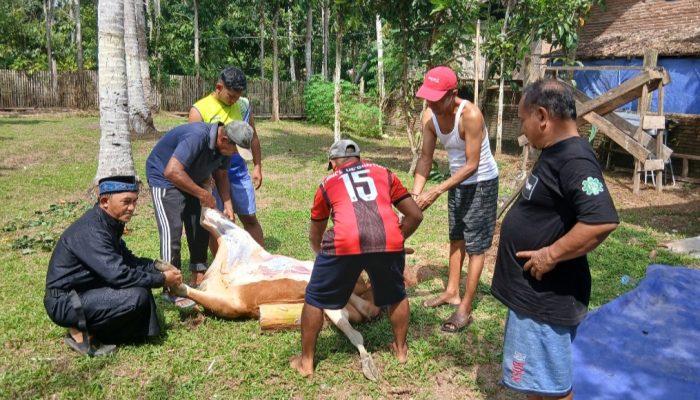 Komunitas Sedekah Jum’at dan Guru AGPAI Polman Sembelih Dua Sapi untuk Warga Kurang Mampu