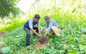 Tanam Pohon di DAS Anreapi, Mandar Lestari dan Sahabat Penyu Perkuat Ketahanan Lingkungan