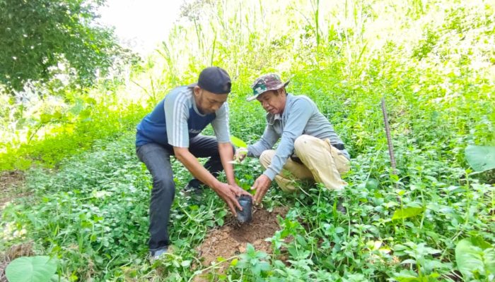 Tanam Pohon di DAS Anreapi, Mandar Lestari dan Sahabat Penyu Perkuat Ketahanan Lingkungan