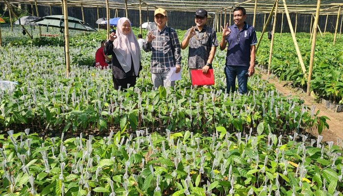 Tim Kementan RI Apresiasi Progres Pembibitan Kakao CV Arafah Abadi di Pinrang