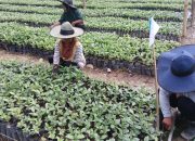 Gandeng CV Ciquita, Kementan Hadirkan 1,6 Juta Bibit Kopi Gayo Unggul ke Sulbar