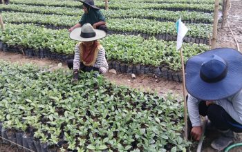 Gandeng CV Ciquita, Kementan Hadirkan 1,6 Juta Bibit Kopi Gayo Unggul ke Sulbar