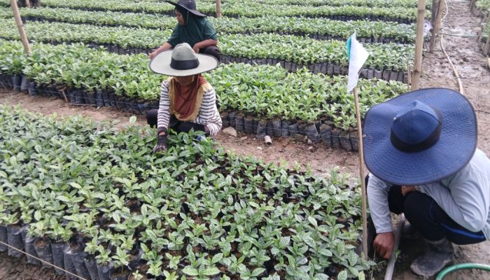Gandeng CV Ciquita, Kementan Hadirkan 1,6 Juta Bibit Kopi Gayo Unggul ke Sulbar