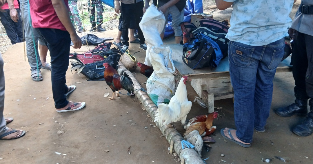 Tujuh Terduga Pelaku Judi Sabung Ayam Dibekuk Polisi dan TNI di Anreapi 2 Screenshot 20260623 181526 Gallery