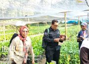 Tim Kementan RI Tinjau Penangkaran Kakao di Polman, Pastikan Kualitas Bibit Unggul