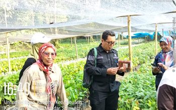 Tim Kementan RI Tinjau Penangkaran Kakao di Polman, Pastikan Kualitas Bibit Unggul