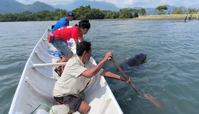 Sahabat Penyu Bersama Warga Selamatkan Penyu Yang Terdampar di Pesisir Baoje