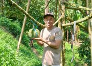 Dari Jalan Raya ke Kebun Durian: Kisah AIPDA Irham Meraup Puluhan Juta dari Hobi Bertani