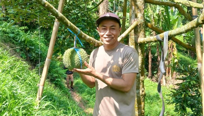 Dari Jalan Raya ke Kebun Durian: Kisah AIPDA Irham Meraup Puluhan Juta dari Hobi Bertani