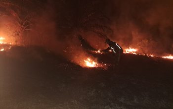 Kebakaran Lahap 5 Hektare Kebun Sawit di Polman, Satgas Karhutla Bergerak Cepat