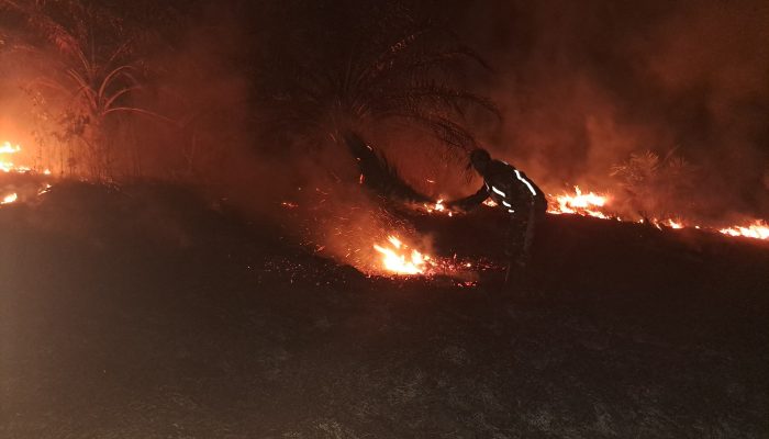 Kebakaran Lahap 5 Hektare Kebun Sawit di Polman, Satgas Karhutla Bergerak Cepat